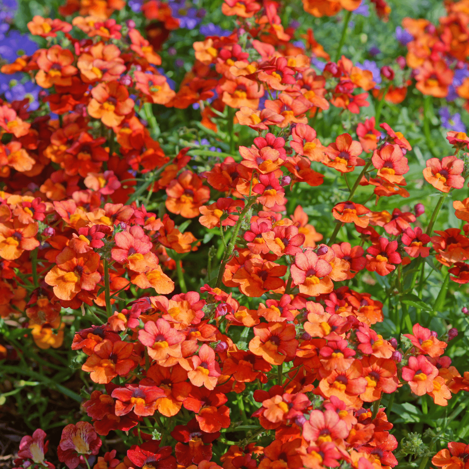 Nemesia - Nemesia strumosa - FLEURANDIE