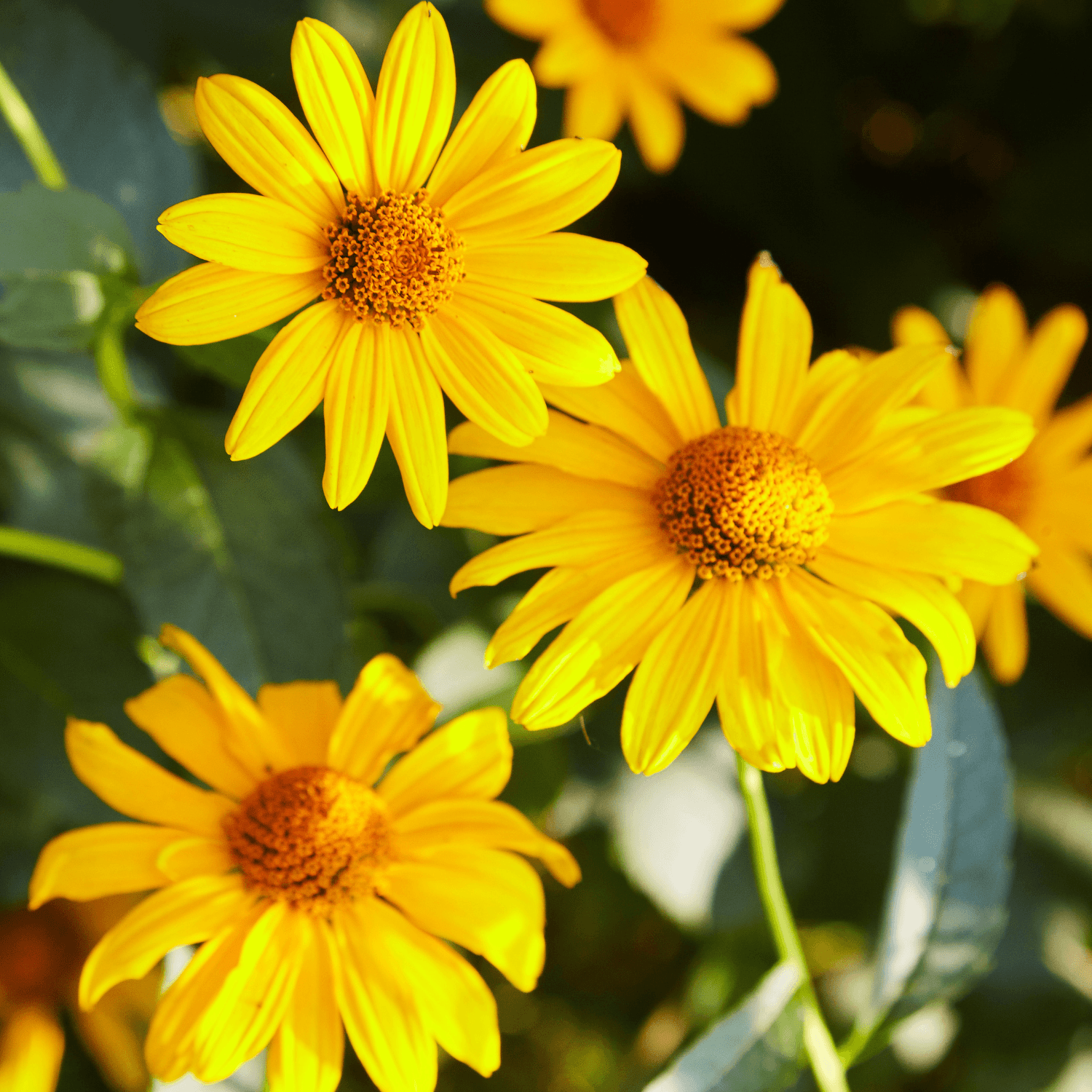 Marguerite de la savane - Euryops chrysanthemoides - FLEURANDIE