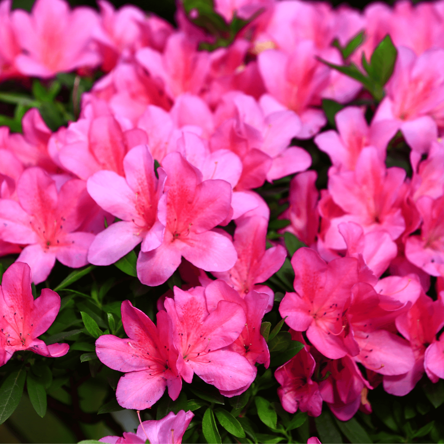 Azalée japonaise 'Conny' - Azalea japonica 'Conny' - FLEURANDIE