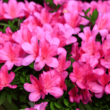 Azalée japonaise 'Conny' - Azalea japonica 'Conny'