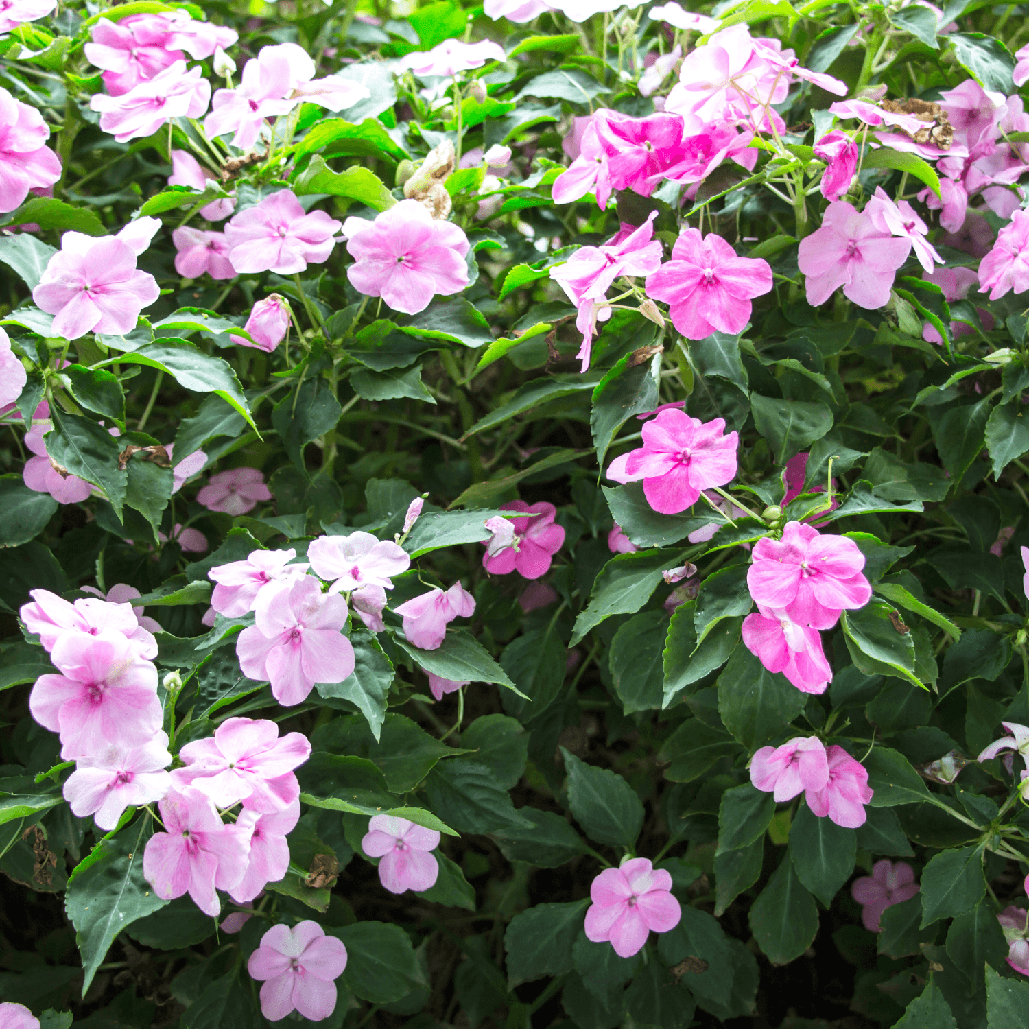 Impatiens - FLEURANDIE