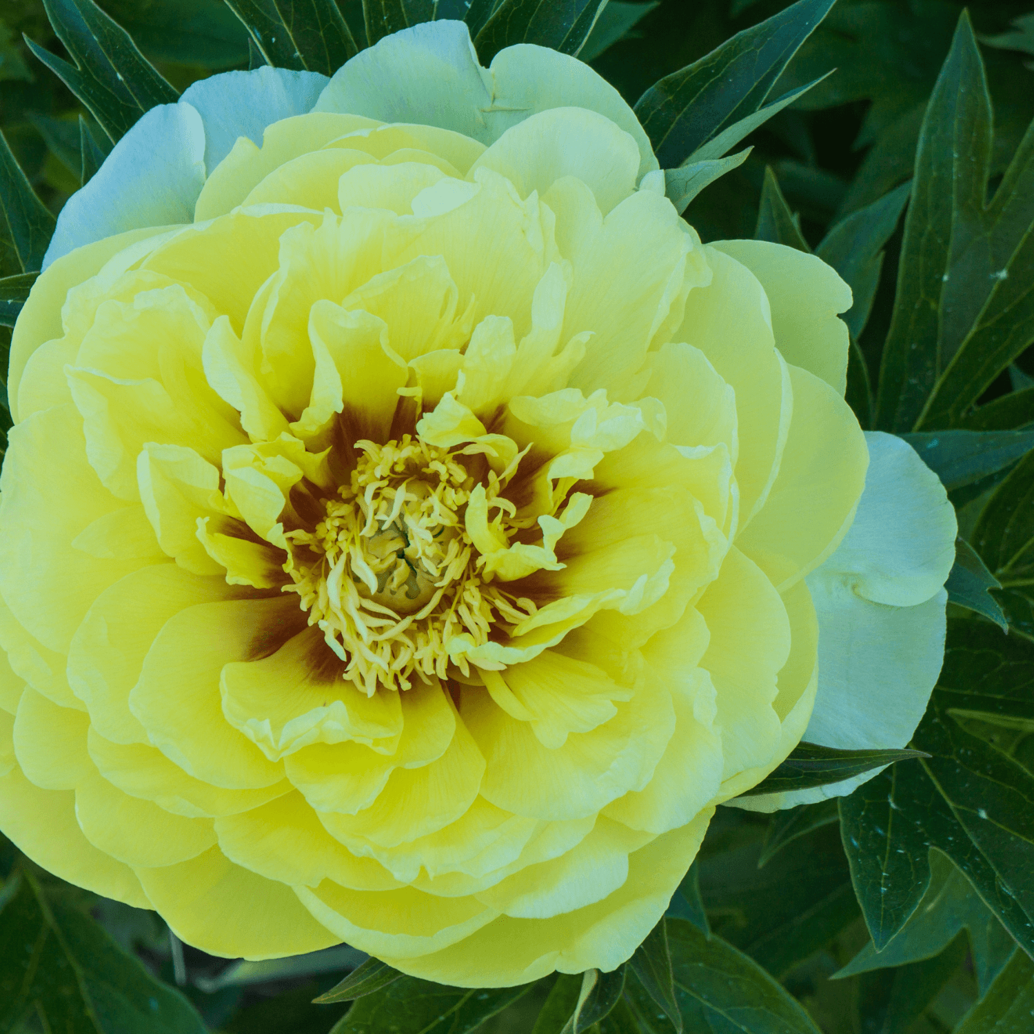 Pivoine arbustive Jaune - Paeonia suffruticosa Jaune - FLEURANDIE