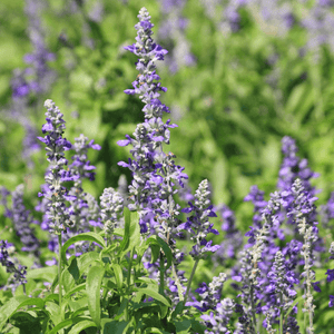 Lavande vraie 'Hidcote' - Lavandula angustifolia 'Hidcote' - FLEURANDIE