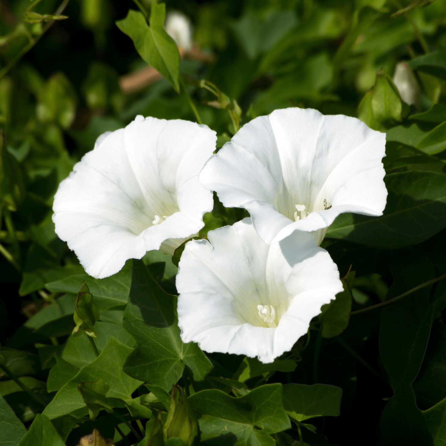 Liseron cneorum - Convolvulus cneorum - FLEURANDIE