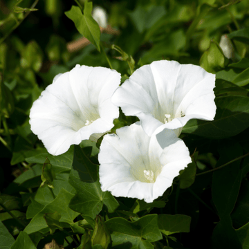 Liseron cneorum - Convolvulus cneorum