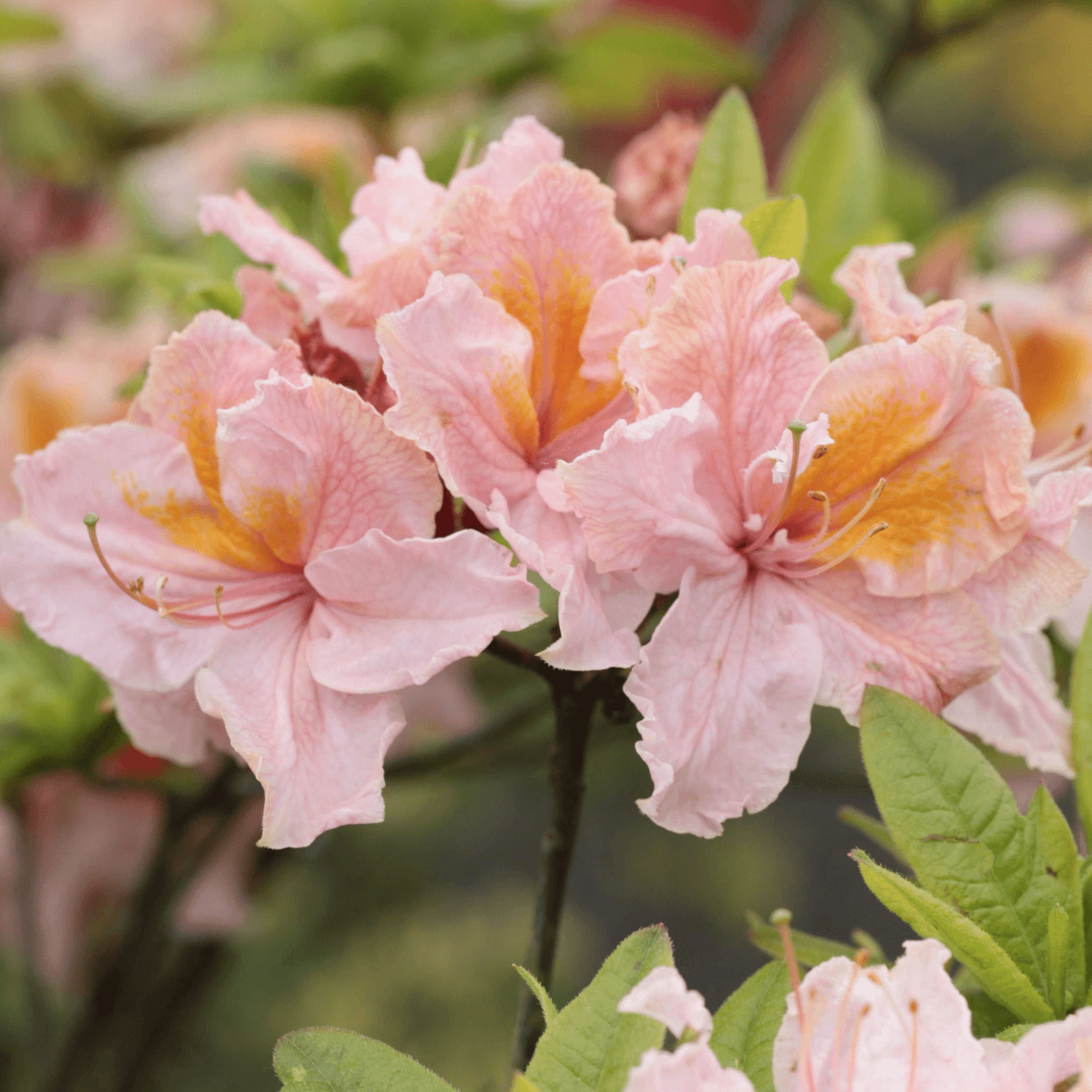 Azalée de Chine mollis Berry Rose - Rhododendron x occidentale 'Berry Rose' - FLEURANDIE