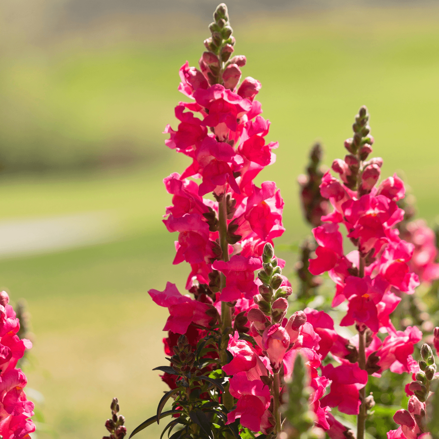 Muflier Nain - Antirrhinum majus nana - FLEURANDIE