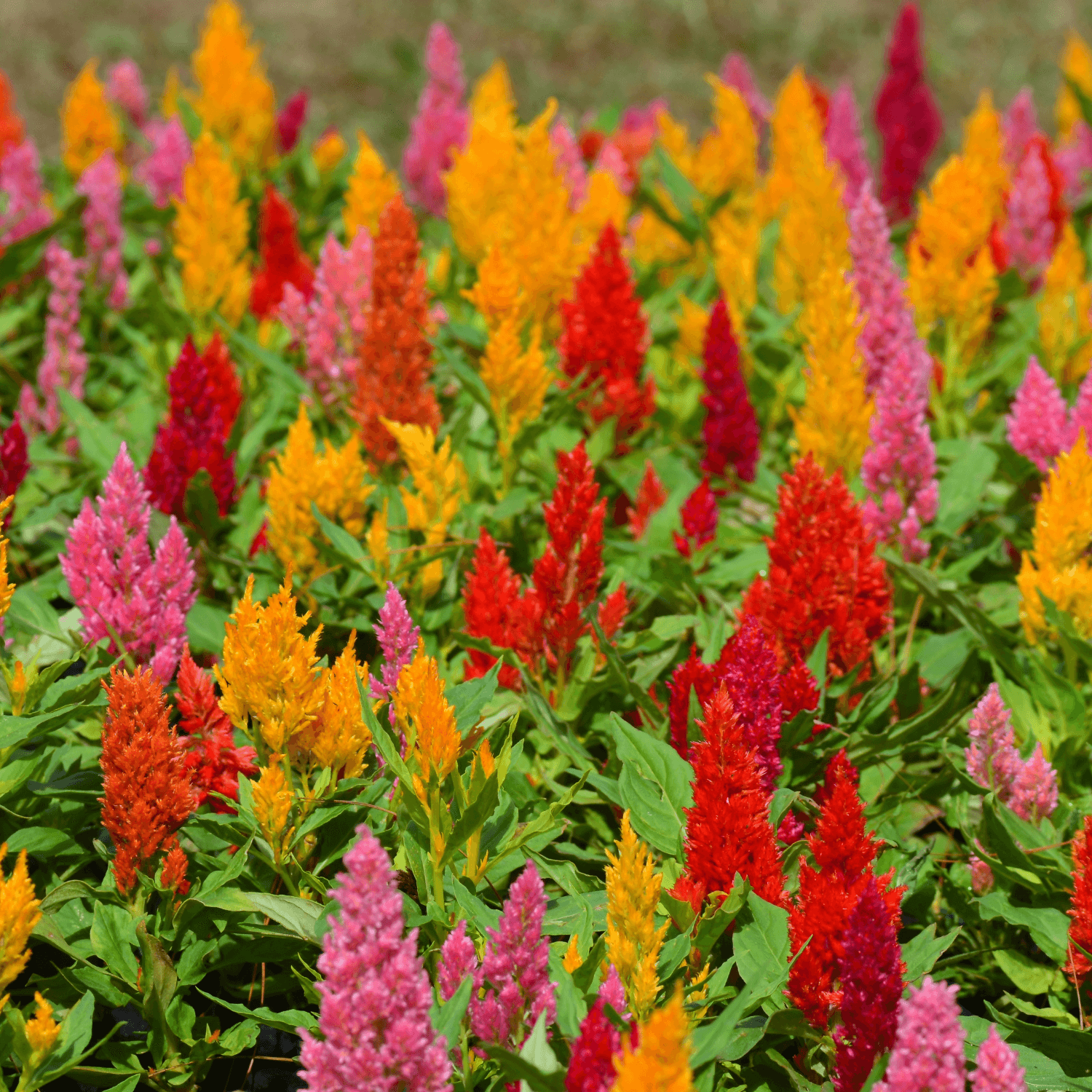 Célosie Plumosa - FLEURANDIE