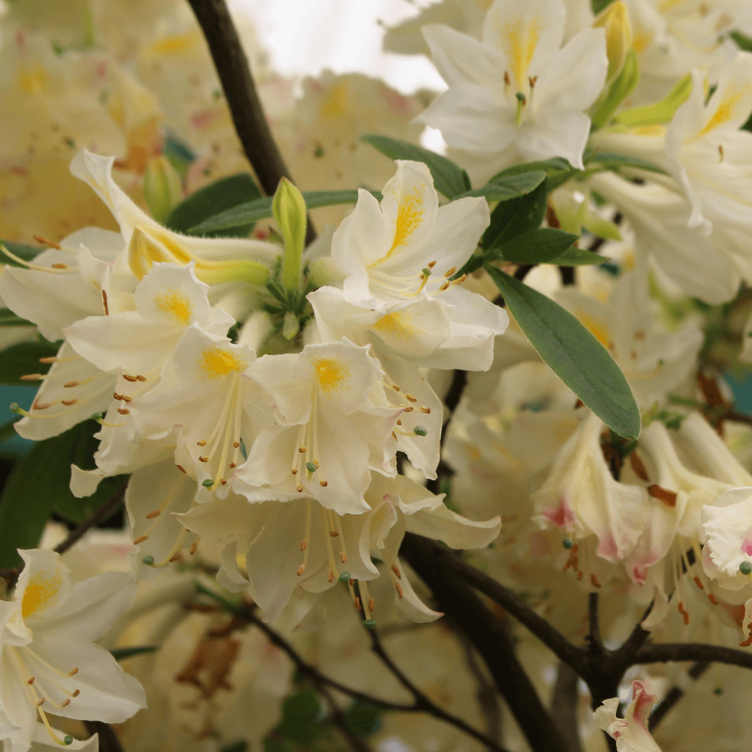 Azalée de Chine caduque 'Daviesii ' - Rhododendron x molle 'Daviesii ' - FLEURANDIE