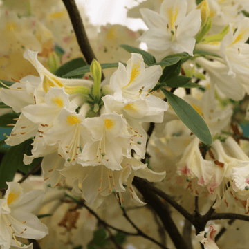 Azalée de Chine caduque 'Daviesii ' - Rhododendron x molle 'Daviesii '