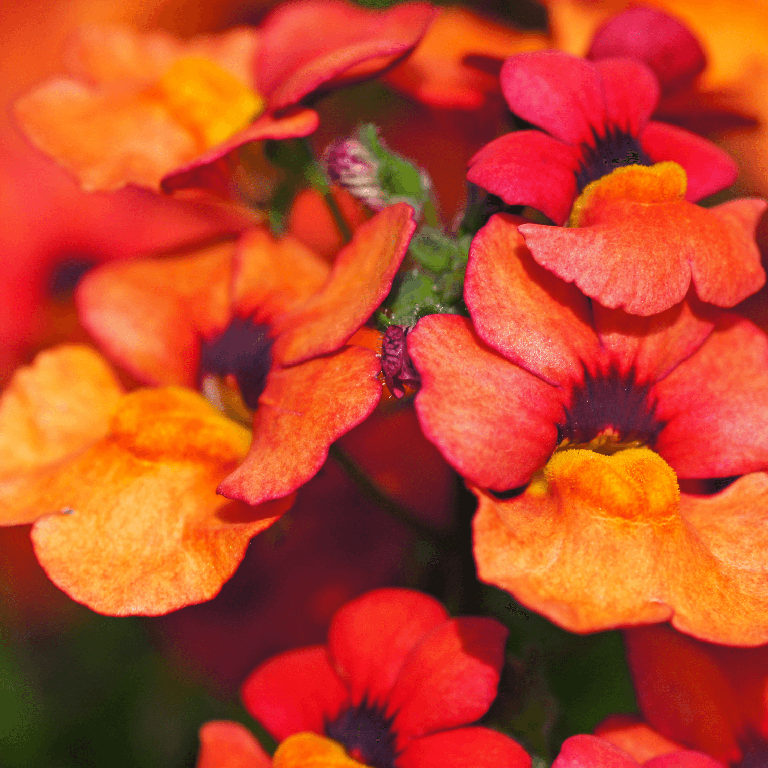 Nemesia - Nemesia strumosa - FLEURANDIE