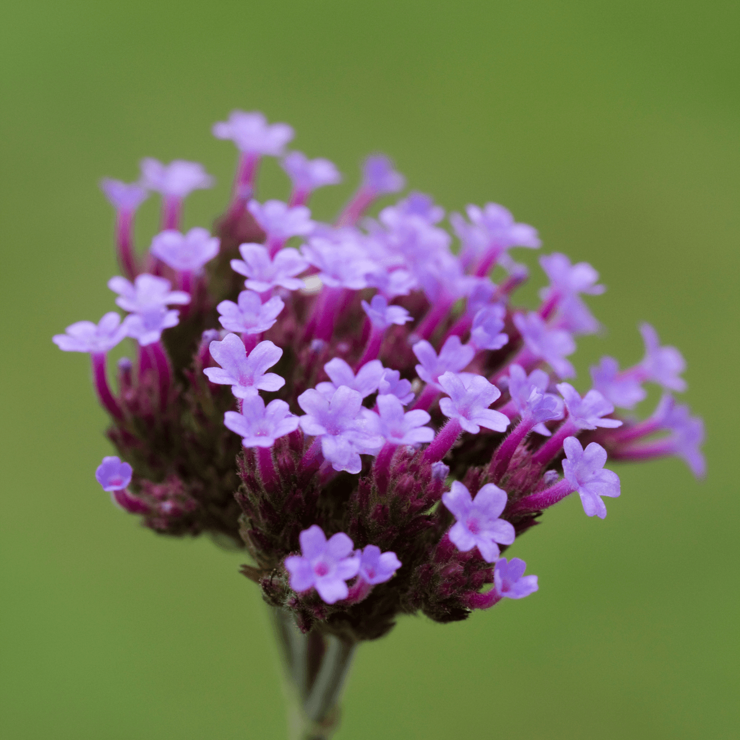 Verveine Cascade Bleu Clair - FLEURANDIE