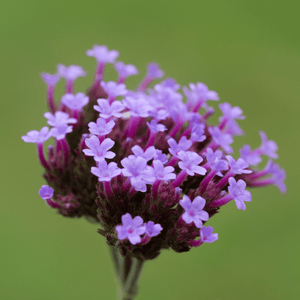 Verveine Cascade Bleu Clair - FLEURANDIE