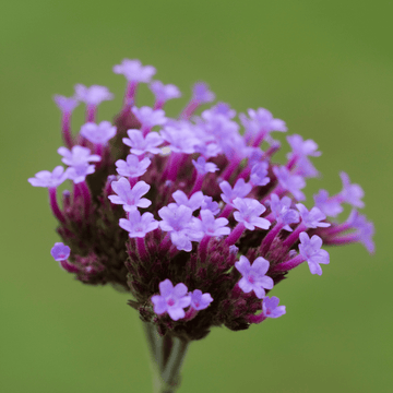 Verveine Cascade Bleu Clair