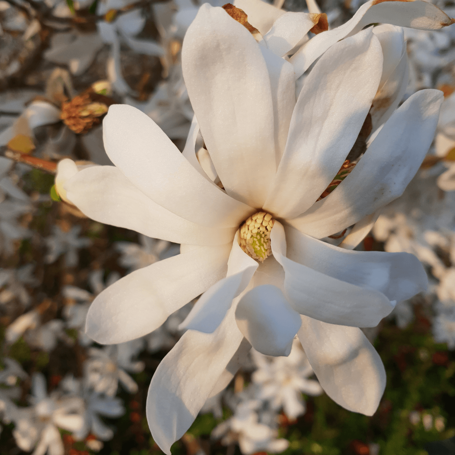 Magnolia stellata 'Royal Star' - Magnolia stellata 'Royal Star' - FLEURANDIE