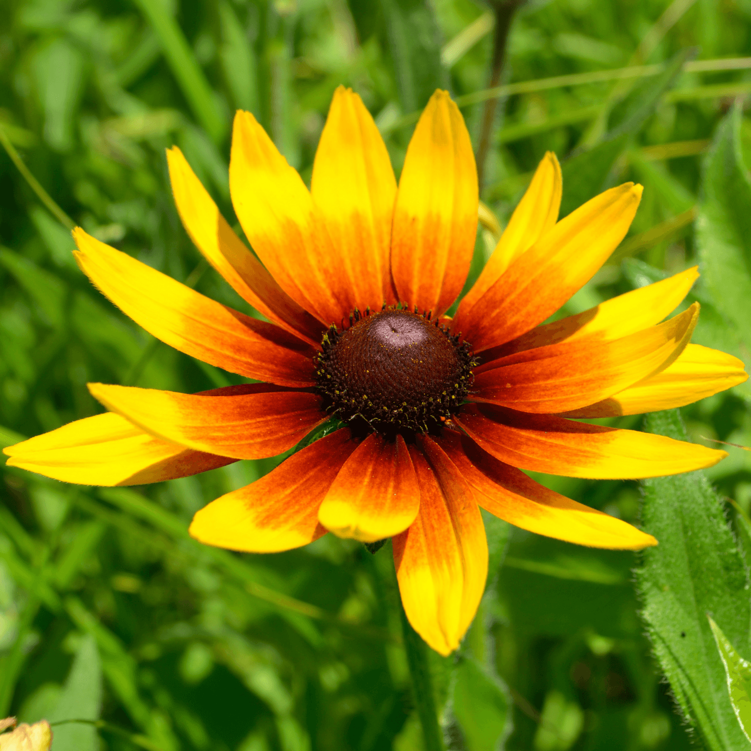 Rudbeckie pourpre - Rudbeckia Hirta - FLEURANDIE