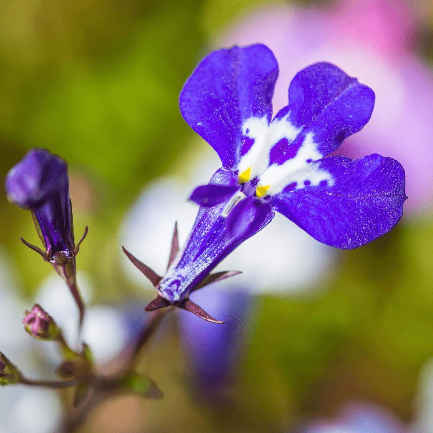 Lobélie Bleu - Lobelia erinus - FLEURANDIE