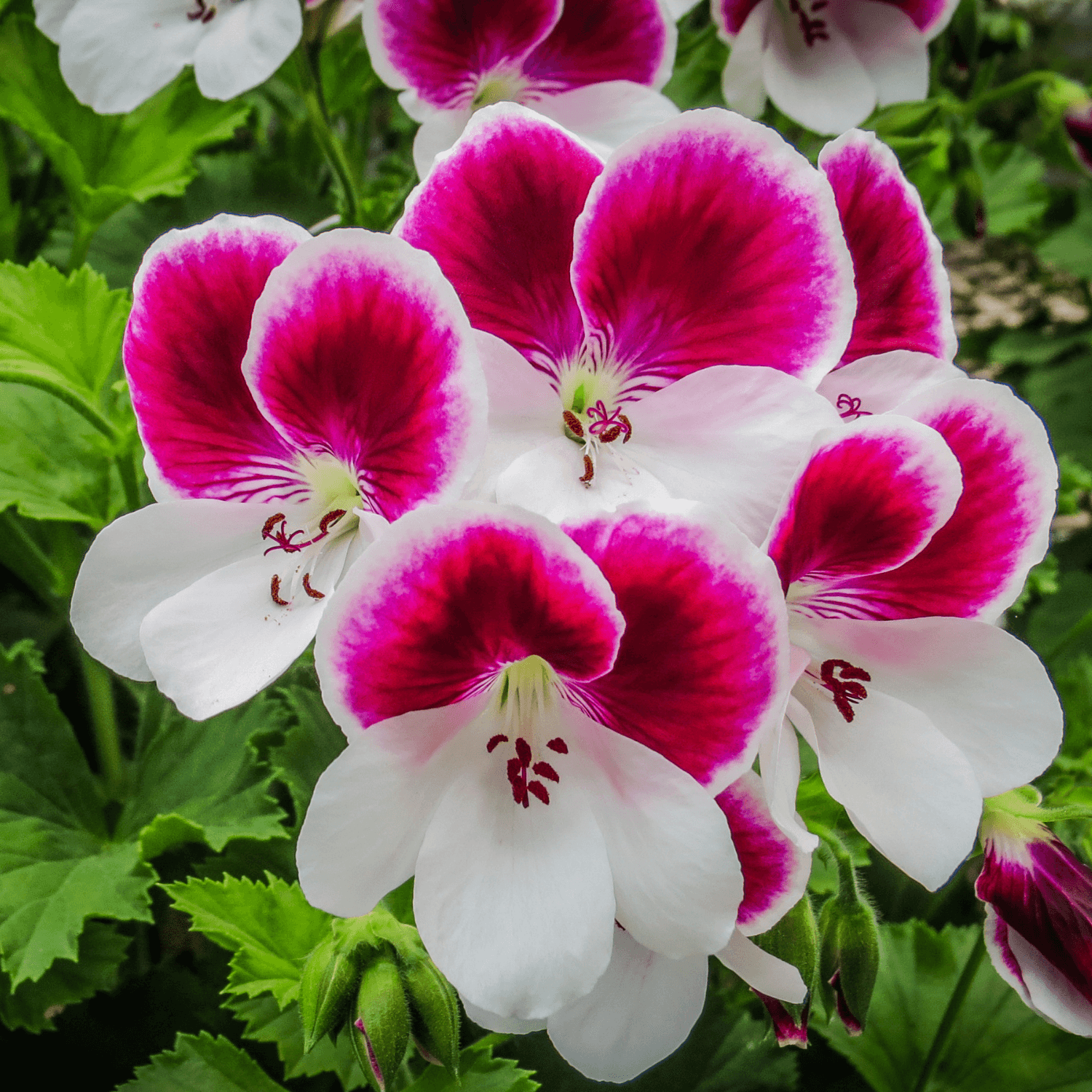 Géranium Candy Flower - Pelargonium x hortorum Candy Flower - FLEURANDIE