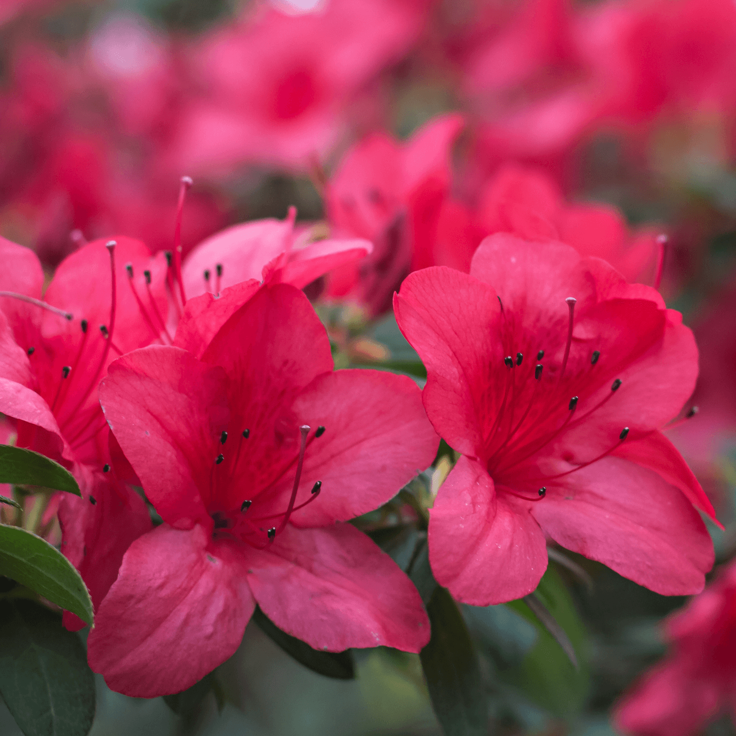 Azalée japonaise 'Georges Arends' - Azaléa japonica 'Georges Arends' - FLEURANDIE