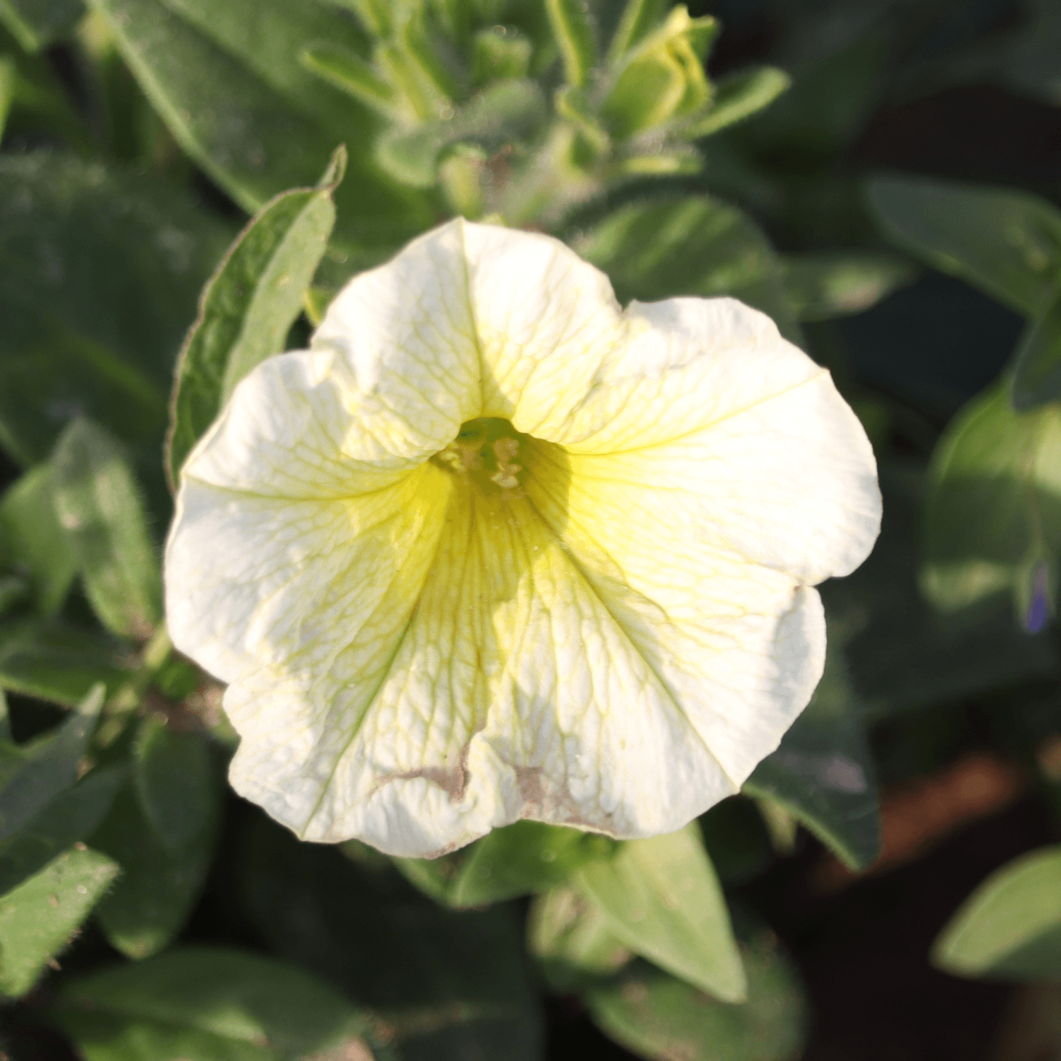 Surfinia Jaune Crème - FLEURANDIE
