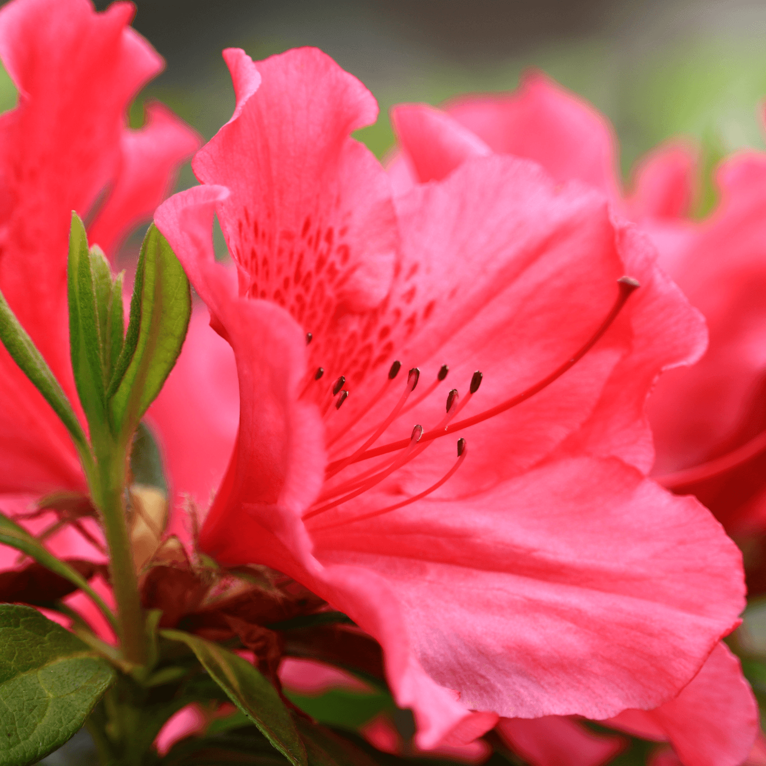 Azalée japonaise 'Ardeur' - Azalea japonica 'Ardeur' - FLEURANDIE