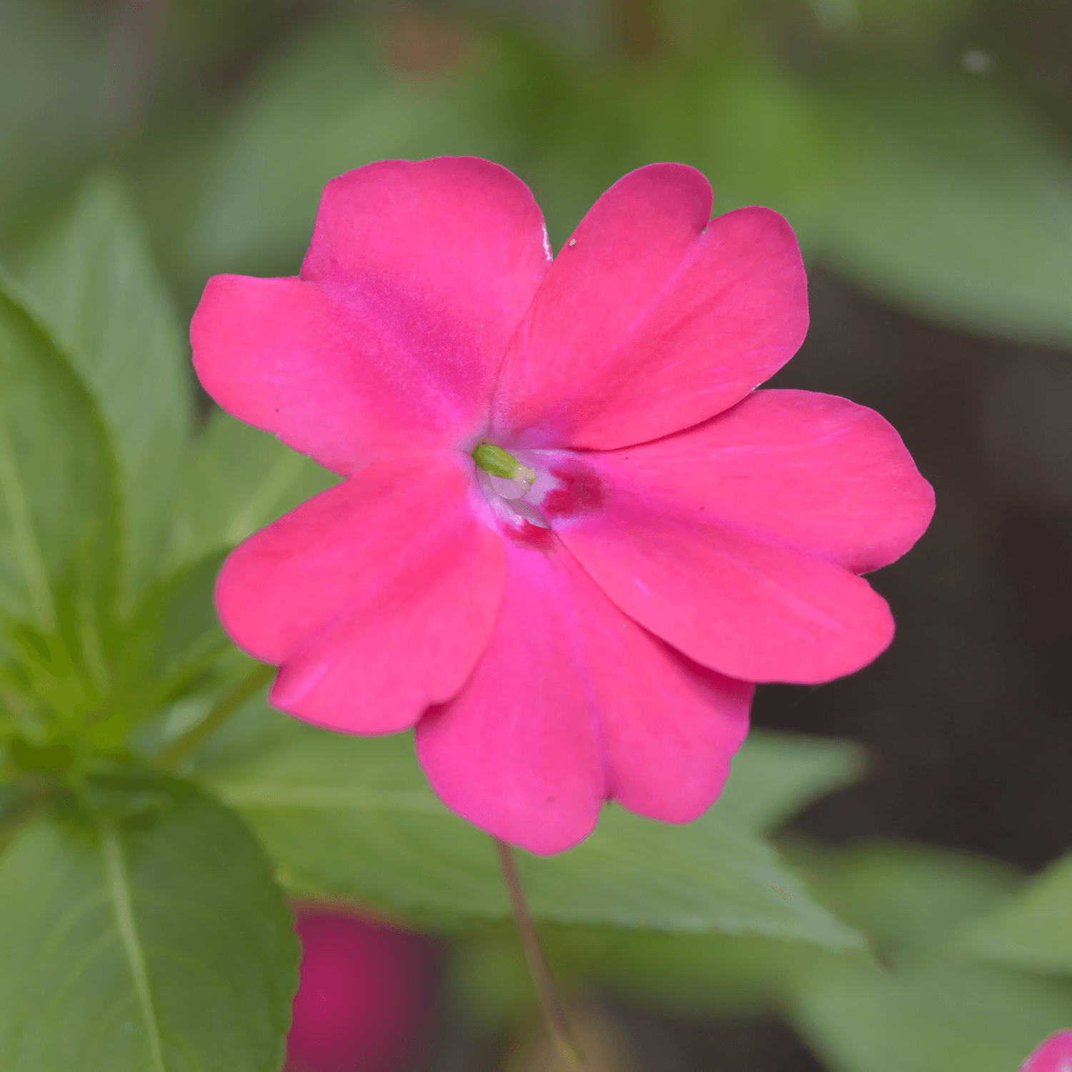 Impatience de Nouvelle-Guinée - Impatiens hawkeri - FLEURANDIE