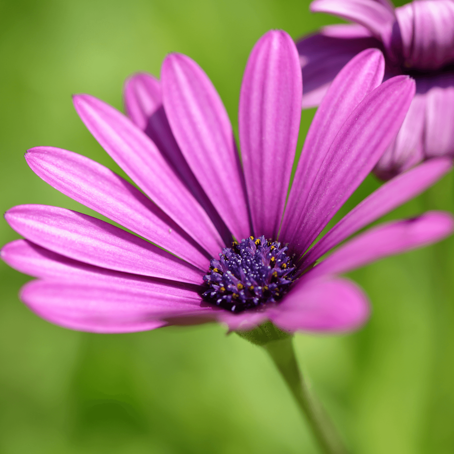 Marguerite africaine - Osteospermum - FLEURANDIE