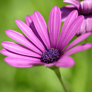 Marguerite africaine - Osteospermum