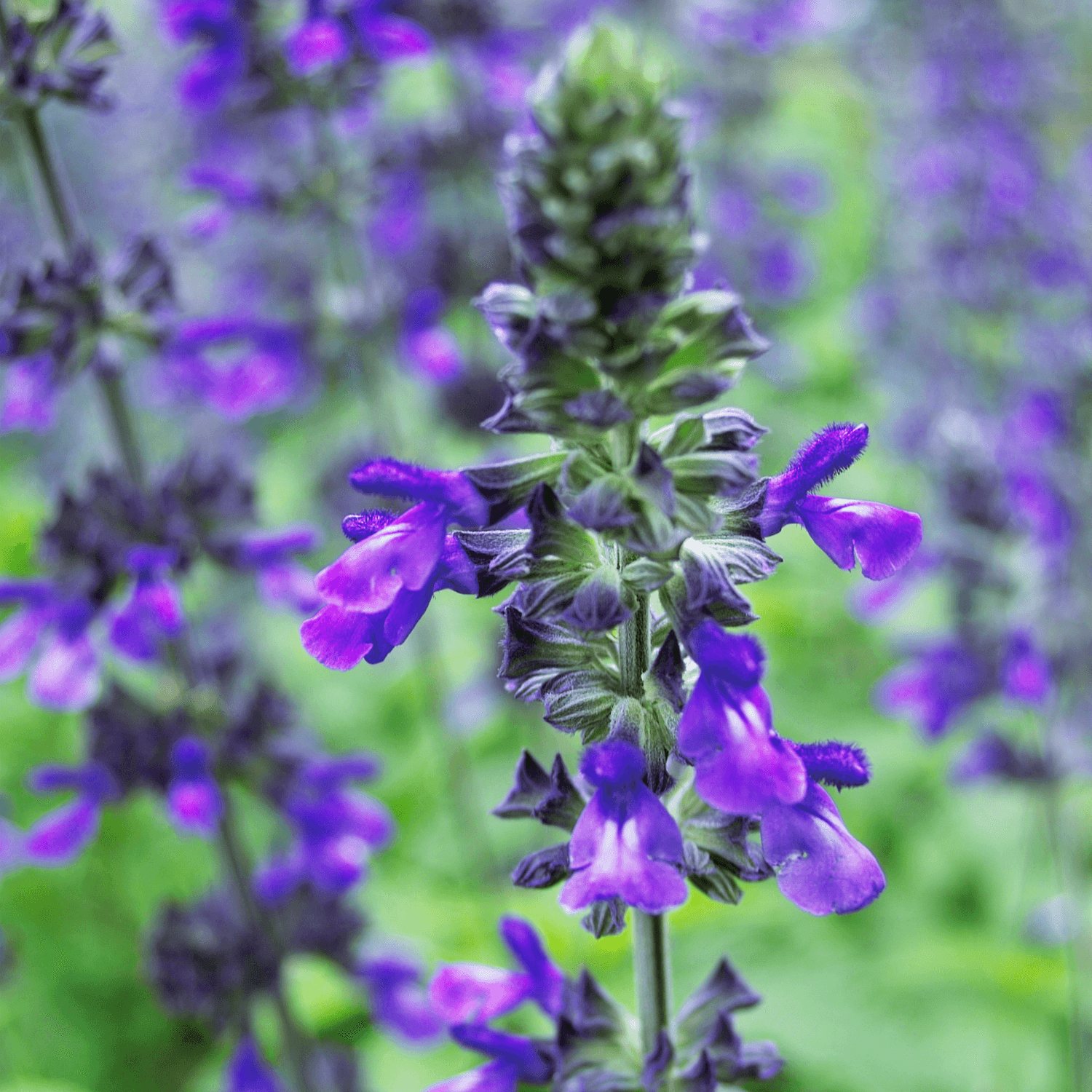 Sauge Bleu - Salvia farinacea - FLEURANDIE