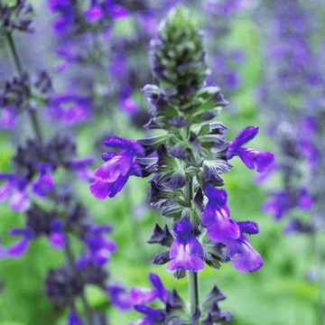 Sauge Bleu - Salvia farinacea