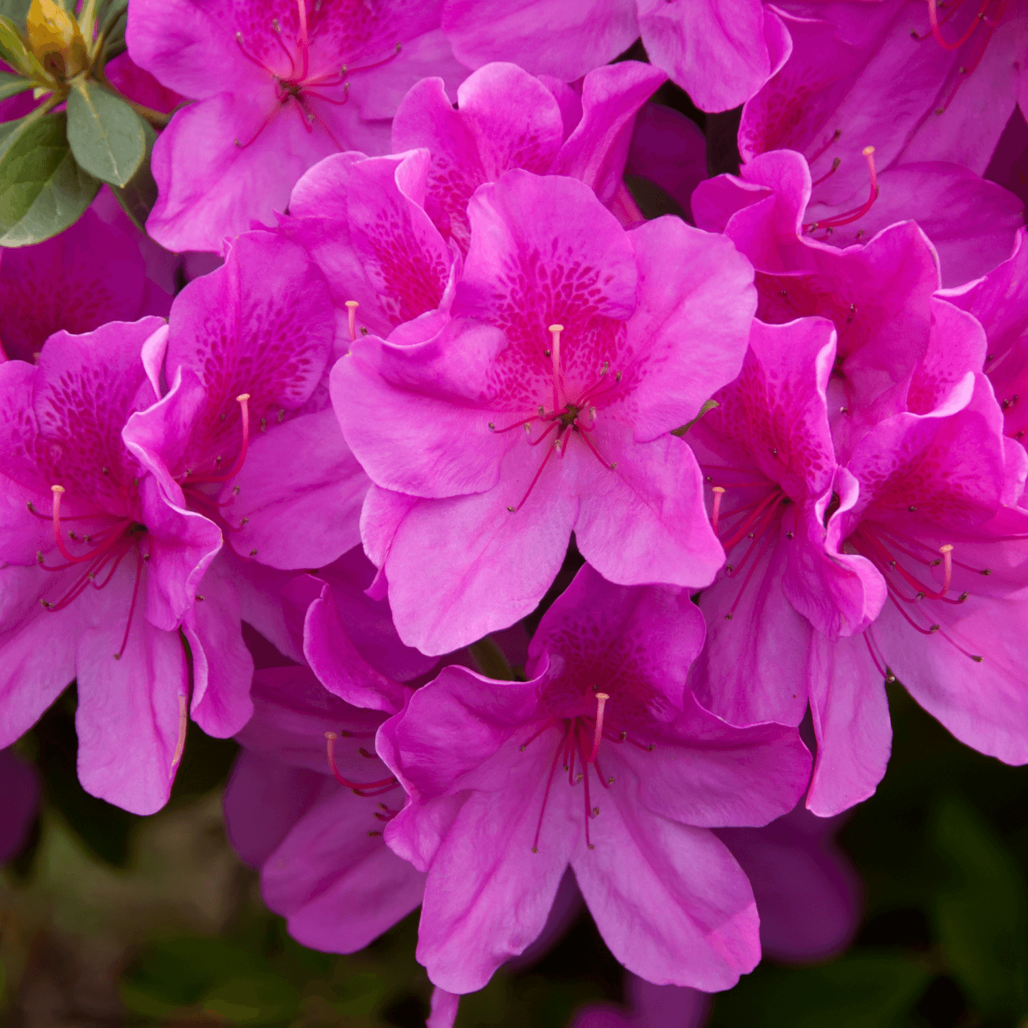 Azalée caduque knaphill 'Jolie Madame' - Azalea x Knap Hill-Exbury 'Jolie Madame' - FLEURANDIE