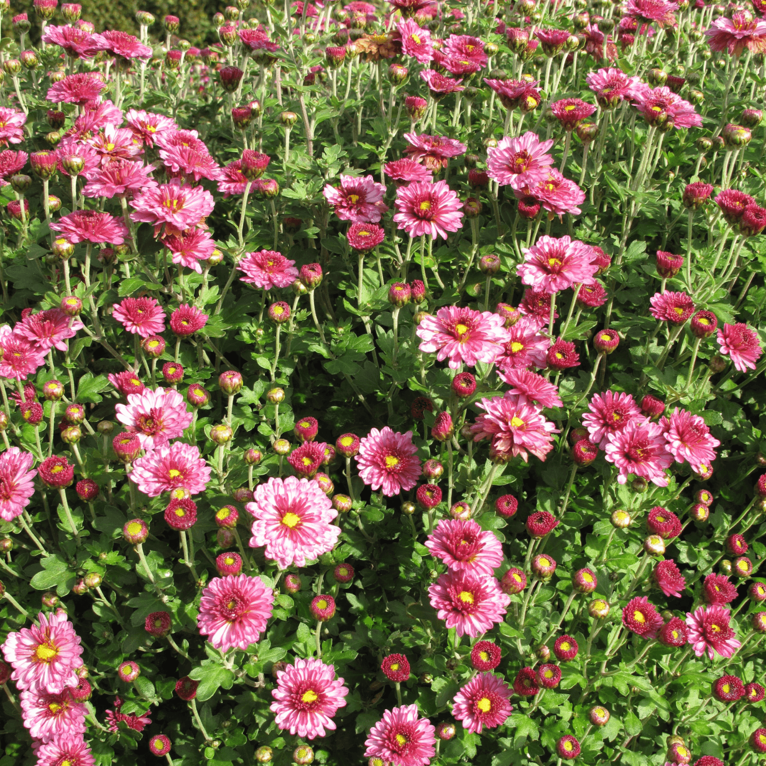 Chrysanthème des fleuristes - Chrysanthemum x grandiflorum - FLEURANDIE