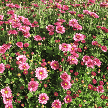 Chrysanthème des fleuristes - Chrysanthemum x grandiflorum