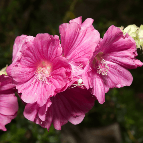 Lavatère 'Rosea' - Lavatera olbia 'Rosea' - FLEURANDIE