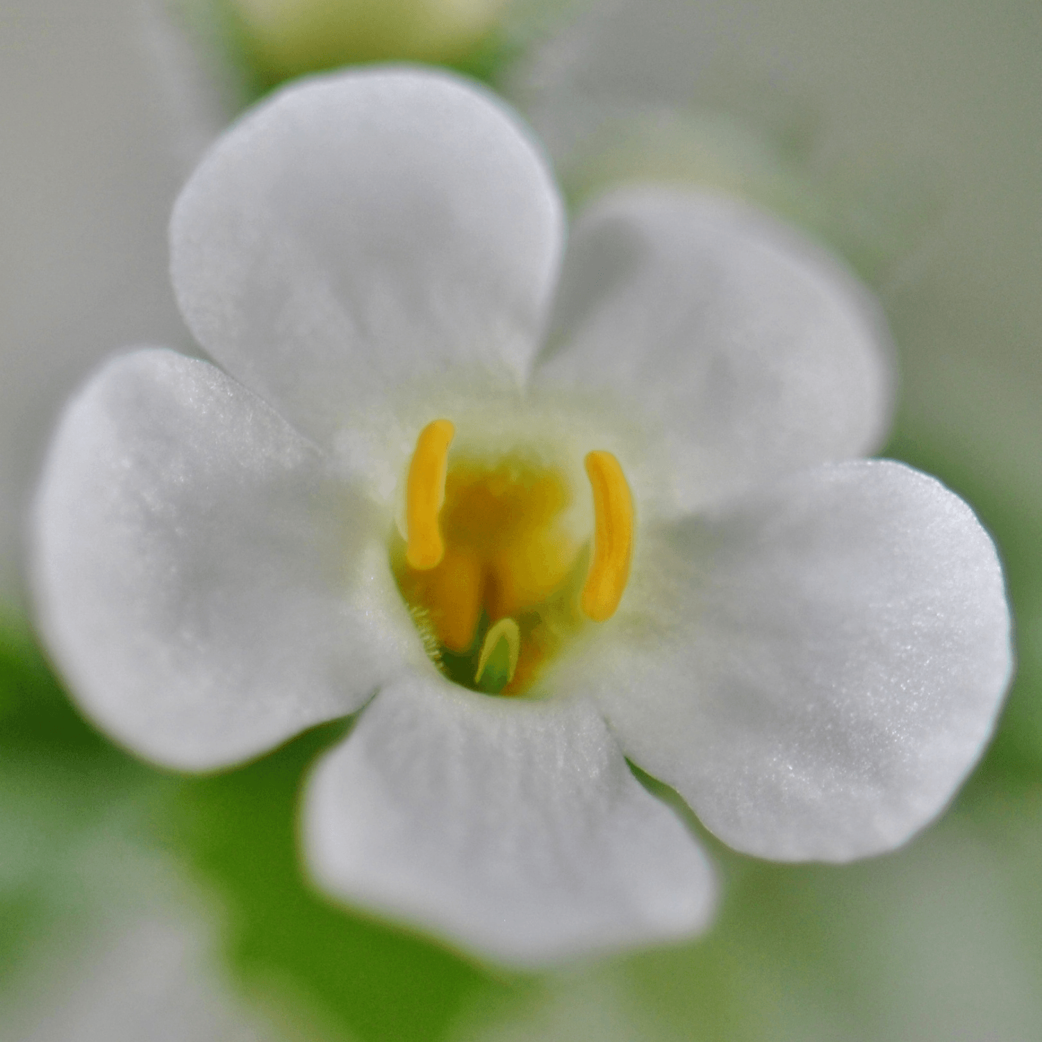 Bacopa - Sutera diffusa - FLEURANDIE