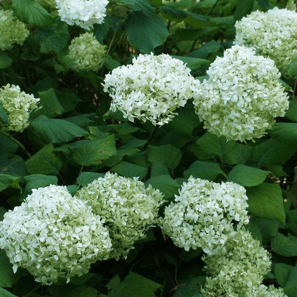 Hortensia de Virginie 'Annabelle' - Hydrangea arborescens 'Annabelle' - FLEURANDIE