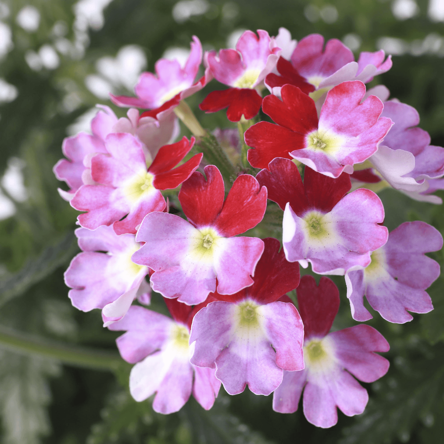 Verveine Lanai Rouge Twister - FLEURANDIE