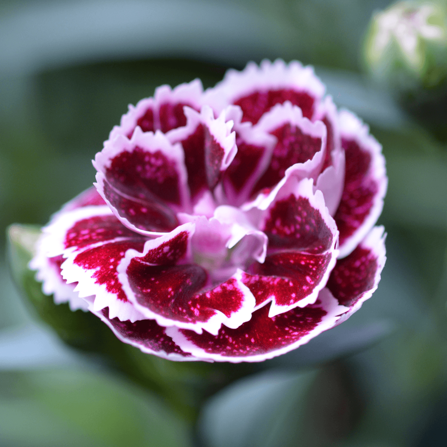 Oeillet Nain Pink Kisses - Dianthus 'Pink Kisses' - FLEURANDIE