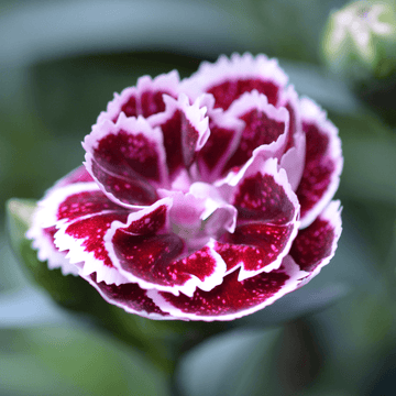 Oeillet Nain Pink Kisses - Dianthus 'Pink Kisses'