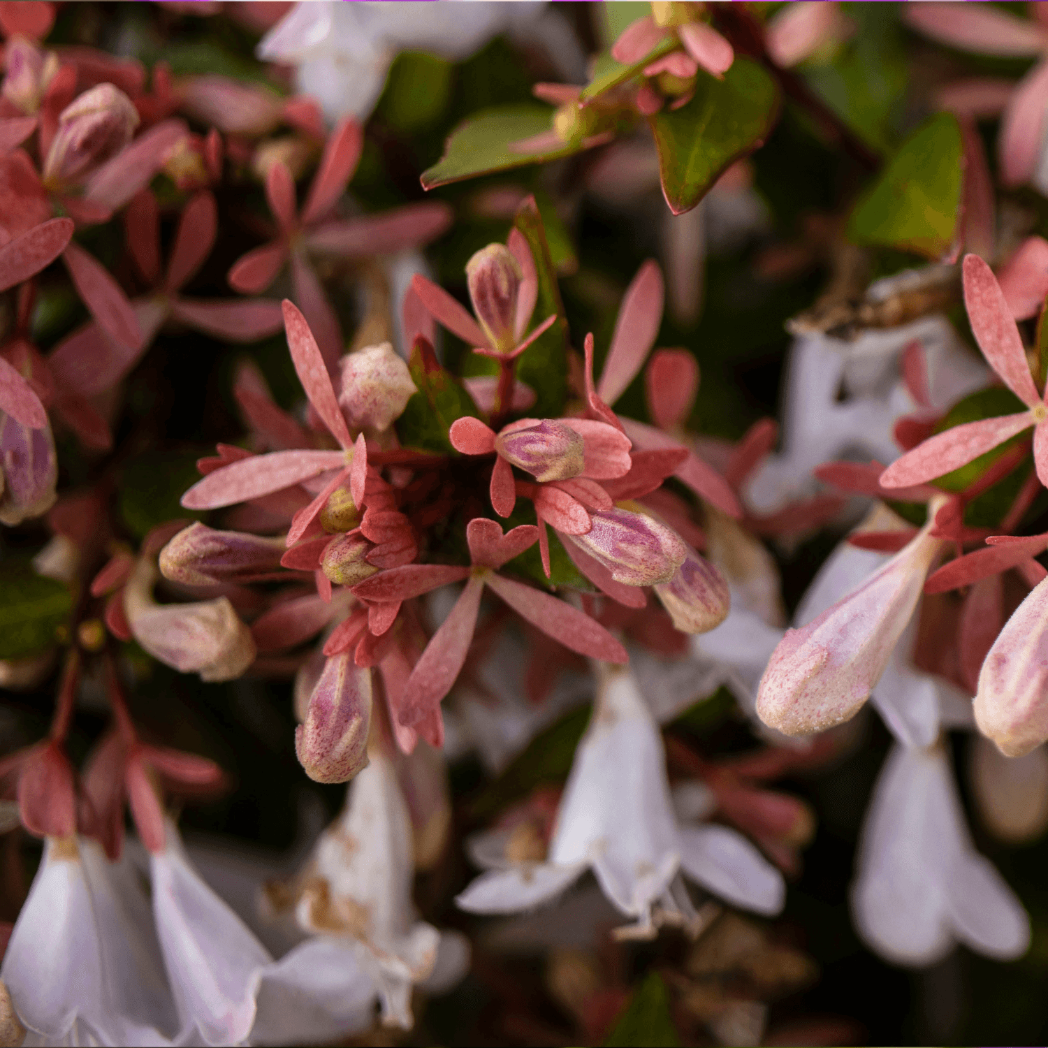 Abélia à grandes fleurs 'Sparkling Silver' - Abelia x grandiflora 'Sparkling Silver' - FLEURANDIE