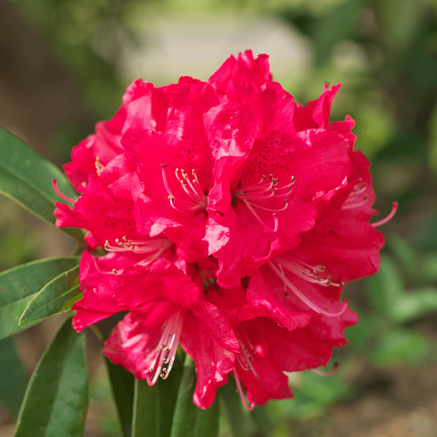 Rhododendron 'Vulcan's Flame' - Rhododendron 'Vulcan's Flame' - FLEURANDIE