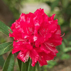 Rhododendron 'Vulcan's Flame' - Rhododendron 'Vulcan's Flame' - FLEURANDIE
