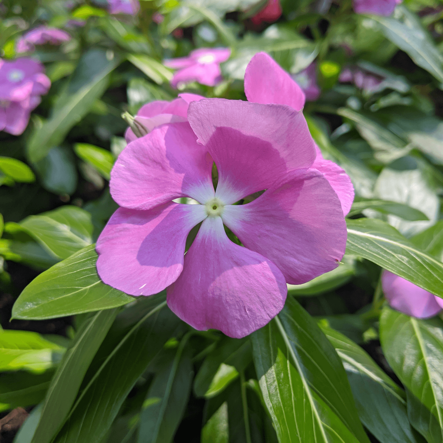 Impatiens - FLEURANDIE