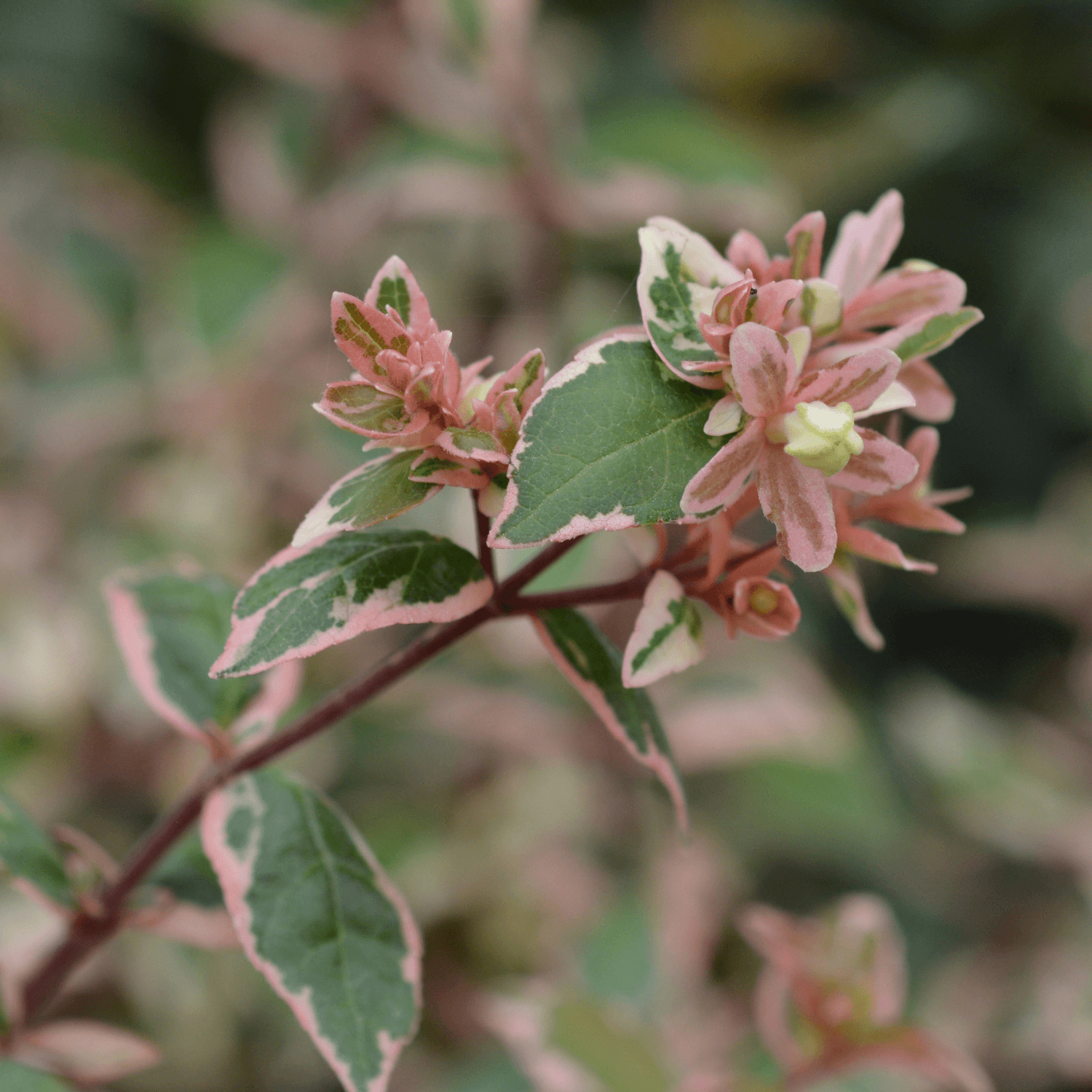 Abélia à grandes fleurs 'Lucky Lots' - Abelia grandiflora 'Lucky Lots' - FLEURANDIE