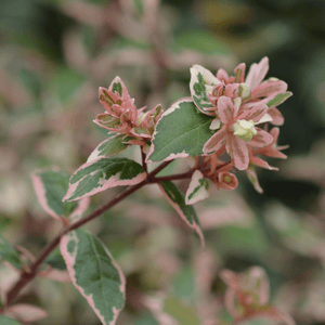 Abélia à grandes fleurs 'Lucky Lots' - Abelia grandiflora 'Lucky Lots' - FLEURANDIE