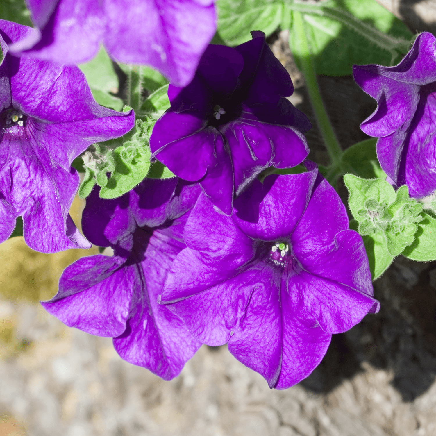 Pétunia Cascade - Petunia Cascade - FLEURANDIE