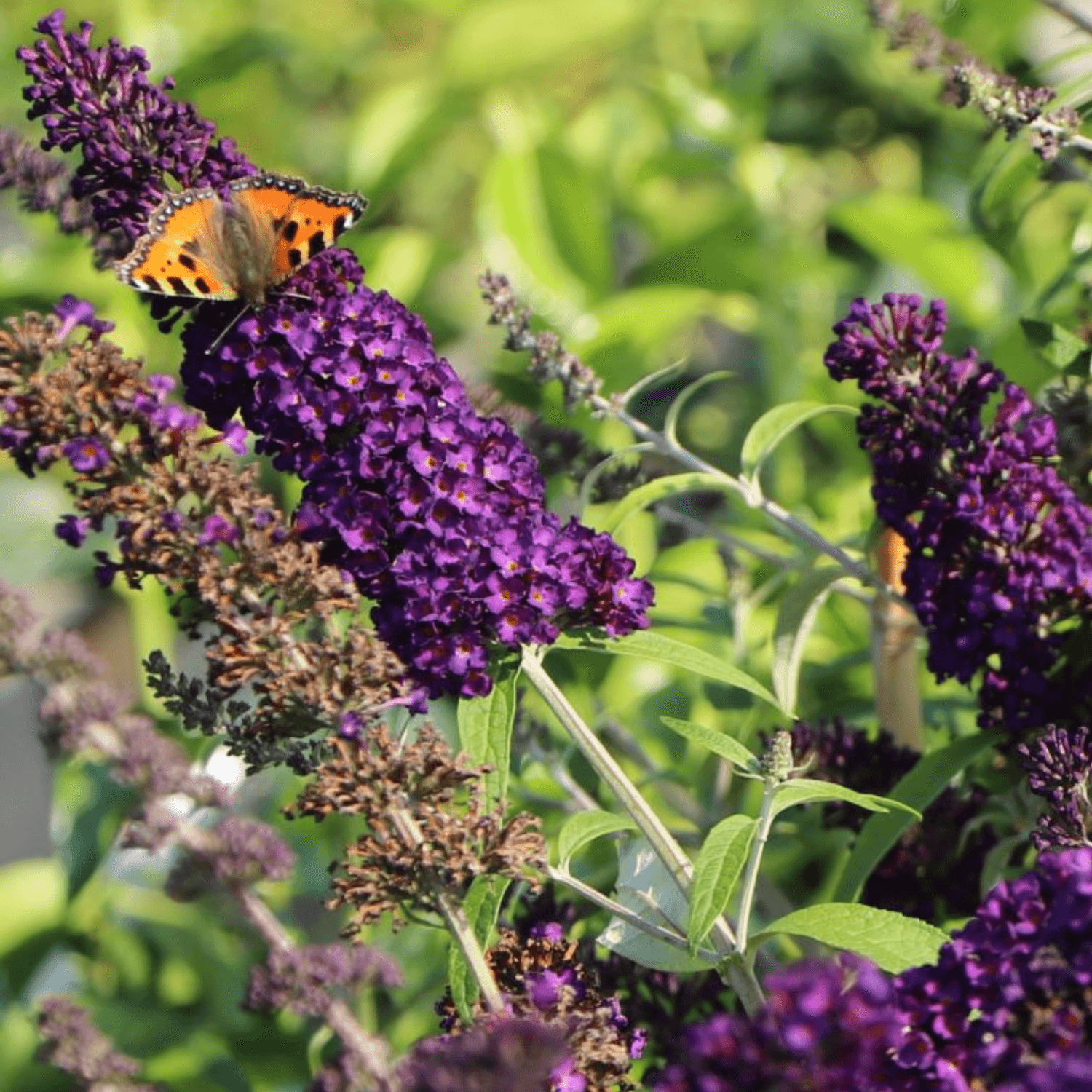 Arbre aux papillons 'Black Knight' - Buddleia davidii 'Black Knight' - FLEURANDIE