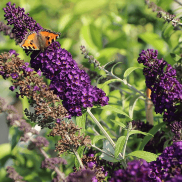 Arbre aux papillons 'Black Knight' - Buddleia davidii 'Black Knight'