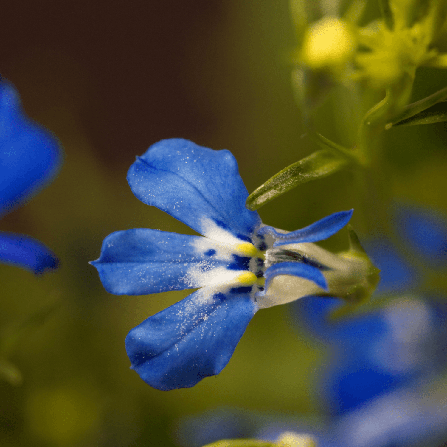 Lobélie Cascade Bleu - Lobelia erinus 'Cascade Blue' - FLEURANDIE