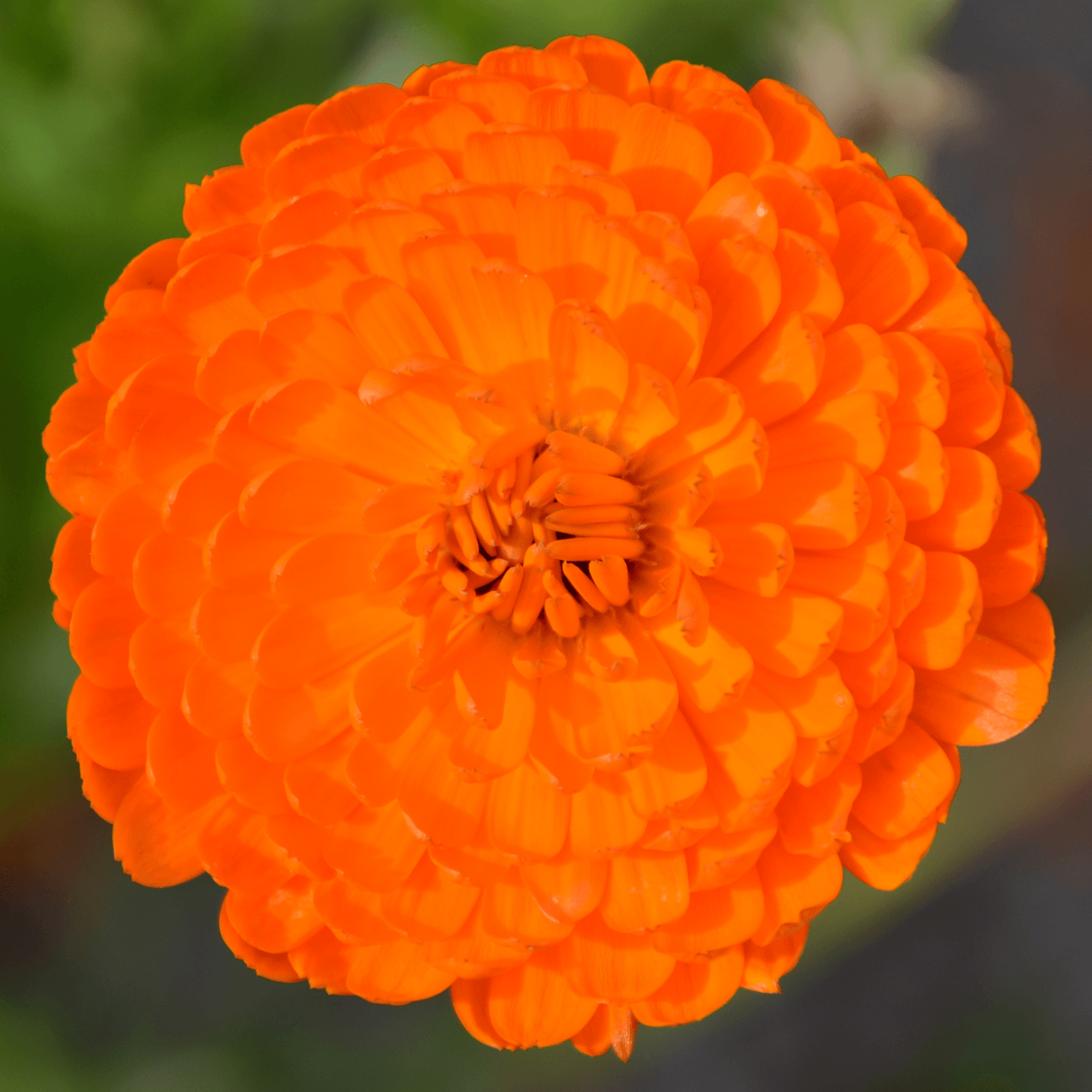 Rose D'inde Orange - Tagetes erecta - FLEURANDIE